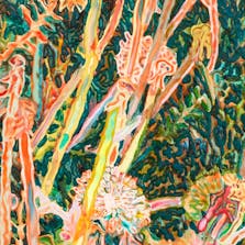 タンポポ / Dandelions